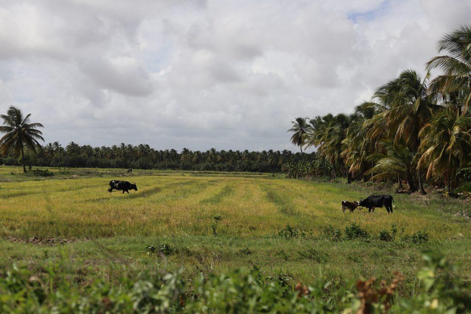 Cattle grazing on land that was previously used to cultivate rice (Terrence Thompson photo)