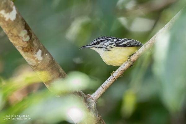 Pygmy Antwren (Myrmotherula brachyura) at RsFarm, Yarrowkabra, Guyana (Photo by Kester Clarke www.kesterclarke.net)