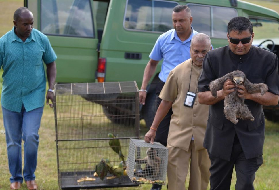 Game Warden Andy Singh, right, carries a baby sloth which was seized from a house in Moruga on Wednesday along with four macaws, one monkey and a capybara. From left are game wardens Hayden Symmons, Steve Seepersad and Bisham Madhu. 
