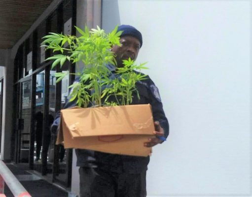 The marijuana plants for at the home of Eric Cummings