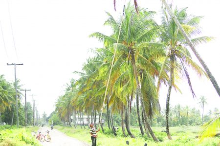 A resident picking coconuts in Wakenaam (photo by Terrence Thompson)
