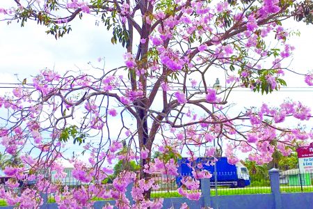 Cherry Blossoms in full bloom at the University of Guyana Tain Campus  (Photo by Deborah Salome Papannah)