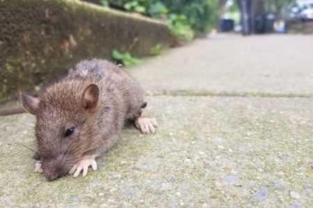 There is an upsurge in the rodent population in Barbados