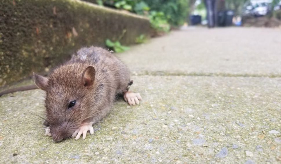 There is an upsurge in the rodent population in Barbados
