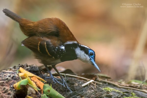 Ferruginous-backed Antbird (Myrmeciza ferruginea) on the forest floor near Surama Village, Guyana
(Photo by Kester Clarke www.kesterclarke.net)
