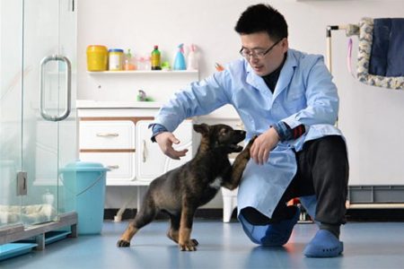  A researcher interacts with Kunxun, a dog cloned from a police dog, in Beijing, China February 22, 2019.  (Reuters via China Daily)