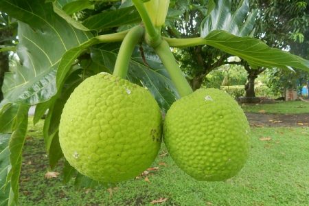 The ubiquitous breadfruit