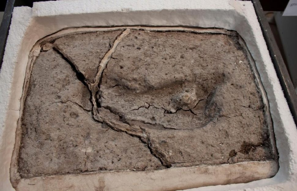 An ancient footprint is pictured, having formed cracks due to desiccation after being extracted from its original site, in Osorno, Chile sometime in April 2019. Universidad Austral de Chile, Laboratorio de Sitio Pilauco/Handout via REUTERS