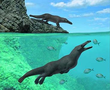 The newly discovered early whale Peregocetus, which lived about 43 million years ago, is pictured along the rocky shore of the southeastern Pacific in an undated artistic reconstruction obtained by Reuters on April 3, 2019. (Alberto Gennari/Handout via REUTERS)
