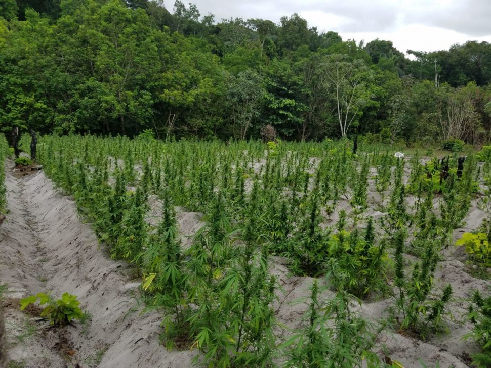 A quantity of the cultivated cannabis plants that were destroyed. 
