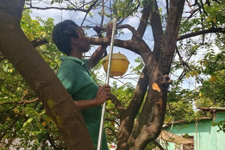 A NAREI officer sets a trap for the Carambola Fruit Fly (NAREI photo)