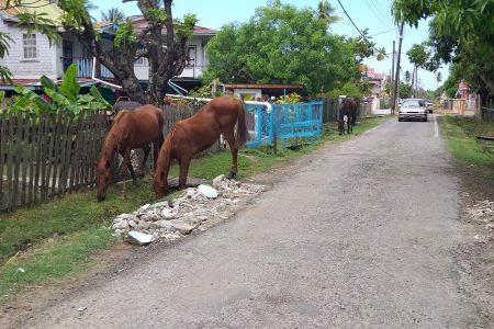 Horses grazing along the main road