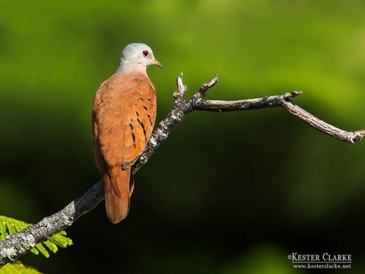 A Ruddy Ground Dove (Columbina talpacoti) in Georgetown, Guyana (Photo by Kester Clarke/www.kesterclarke.net)
