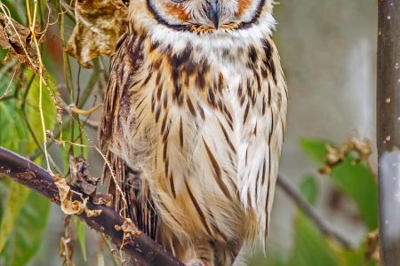 A Striped Owl (Asio clamator) at Georgetown, Guyana (Photo by Kester Clarke/www.kesterclarke.net)
