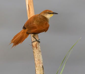 Yellow-chinned Spinetail (Certhiaxis cinnamomeus) perched on a branch near the Mahaica River, Guyana (Photo by Kester Clarke/www.kesterclarke.net)