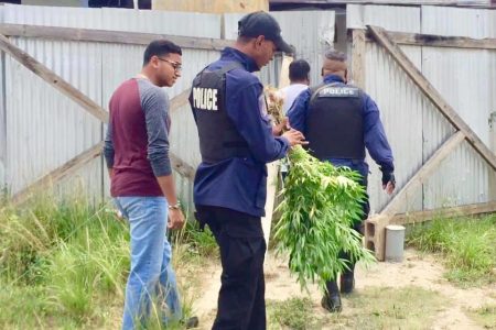 Local government councillor Chris Hosein with a police officer holding some of the marijuana plants found at the school.