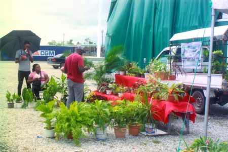 Plants are a regular feature at local Farmers’ Markets at D’Urban.
