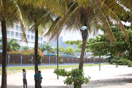 Youth adventures: These youngsters were photographed picking coconuts from trees behind the Marriott Hotel in Kingston. 
