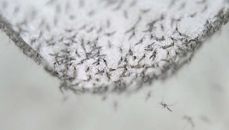 Male mosquitos in the container for release at the company’s laboratory in Guangzhou. (Photo courtesy of Guangzhou Wolbaki Biotech Company)