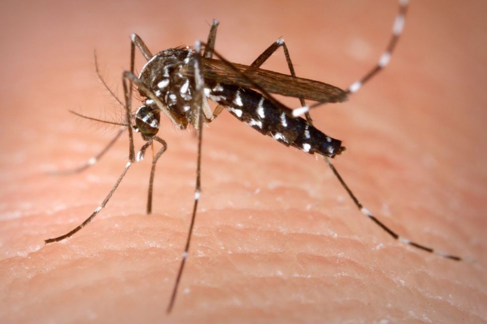 The Aedes aegypti mosquito carries the virus that causes chikungunya. 