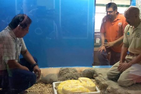 Curator at the Emperor Valley Zoo Nirmal Biptah (left), Health and Safety Volunteer Mario Lutchmedial (middle) and zookeeper Walter Bunyan at Mustard’s enclosure today.