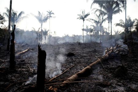 A charred trunk is seen on a tract of Amazon jungle that was recently burned by loggers and farmers in Iranduba, Amazonas state, Brazil. (REUTERS/Bruno Kelly)
