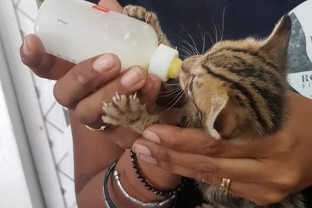 A Kitten being nursed by a Paws for Cause volunteer (Paws for a Cause-Guyana photo)