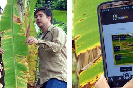Farmers can use the Tumaini app to scan photos of banana plants and identify potential diseases. (CIAT photo) 