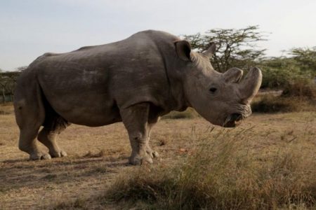 Sudan was the last surviving male northern white Rhino. (REUTERS file photo) 