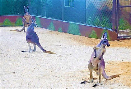 The Red Kangaroos at the Emperor Valley Zoo (Trinidad Express photo)
