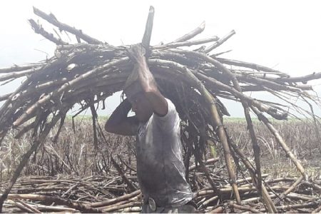 A cane harvester walks with a bundle of sugarcane on his head to load a waiting punt.