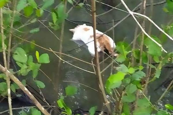 A photo of a dead cat in the water at the Caroni Bird Sanctuary which was shared by the Animal Welfare Network (AWN) on their Facebook page.