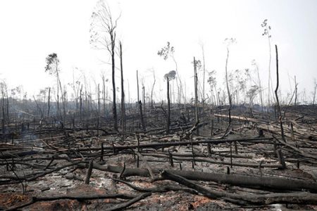Charred trunks are seen on a tract of Amazon jungle that was recently burned by loggers and farmers in Porto Velho, Brazil August 23, 2019. REUTERS/Ueslei Marcelino