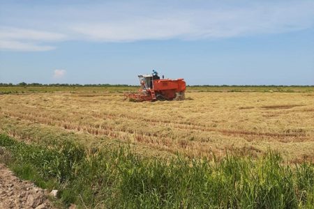 The rice industry will remain a key sector in Guyana’s long-term food security plans.