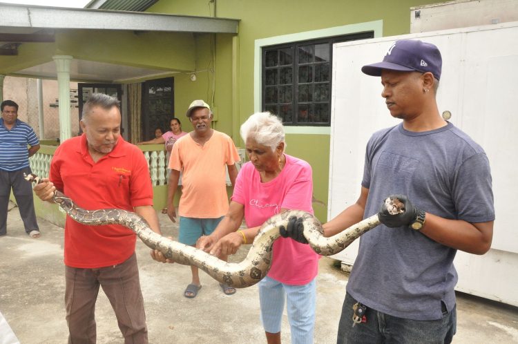 A excited Polly Boodoo touches the 7foot Boa Constritor that was found at her home in Mon Desir Road, Rousillac.