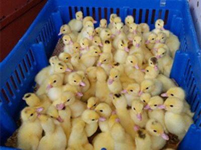 Some of the imported ducklings (GLDA photo)
