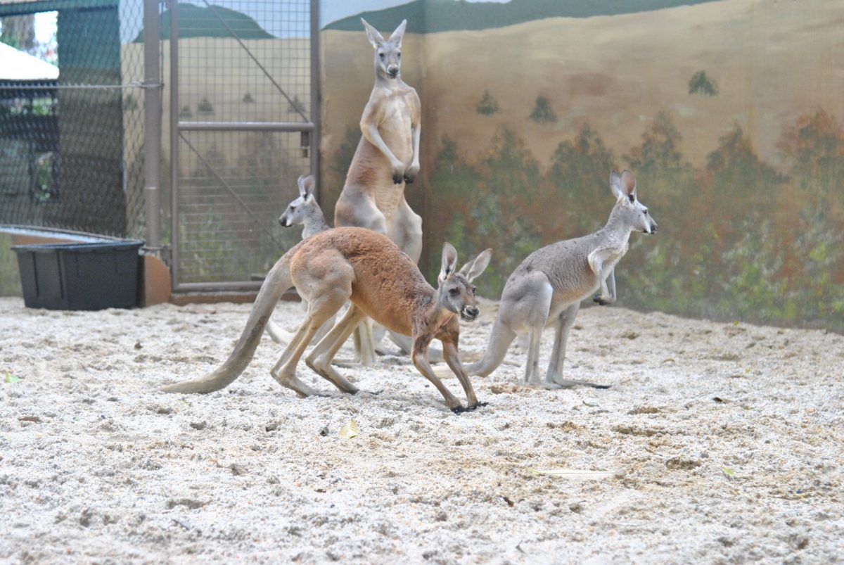 The four Red Kangaroos in their cage is the newest addition to the Emperor Valley Zoo in Port-of-Spain.