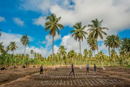 Planting coconut trees at the Pomeroon  estate (Pomeroon Trading website) 