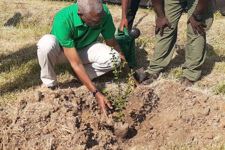 President David Granger planting the first tree at the National Tree Day 2019 observance at Union Village, Corentyne yesterday. (Bebi Oosman photo) 