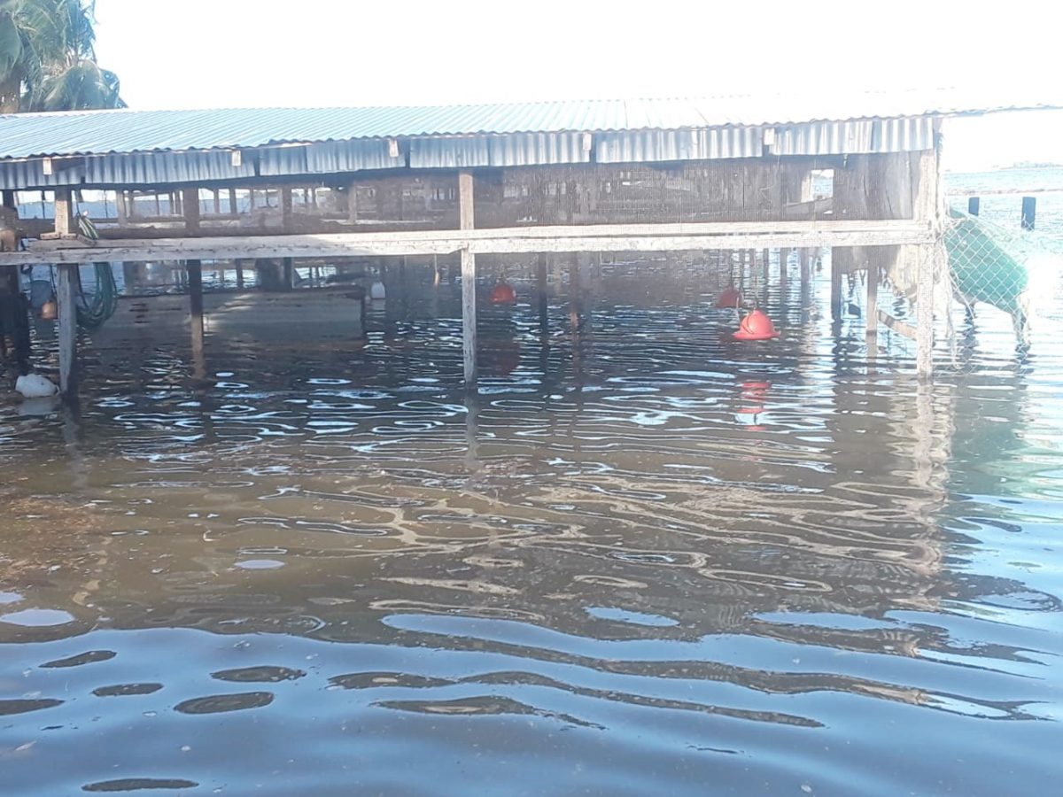 A flooded livestock pen during the high tide yesterday