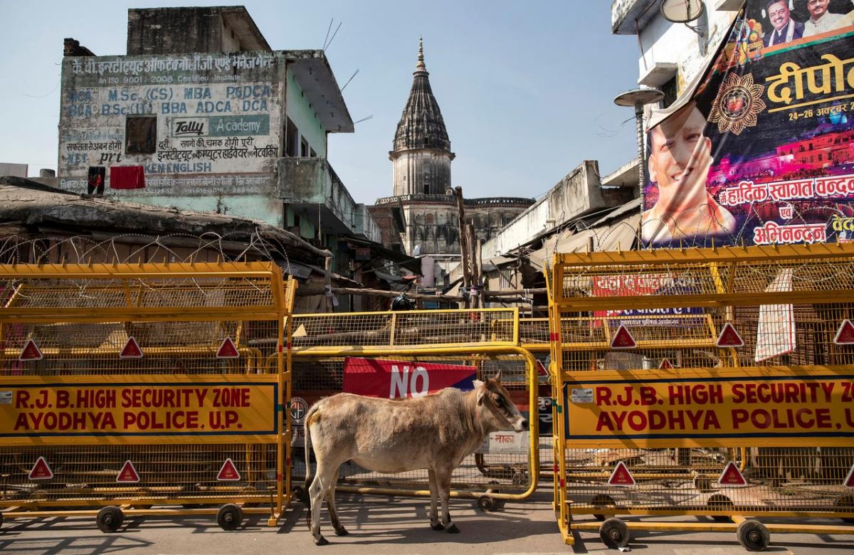 A cow stands in front of a security barricade in a street in Ayodhya, India, November 9, 2019. REUTERS/Danish Siddiqui