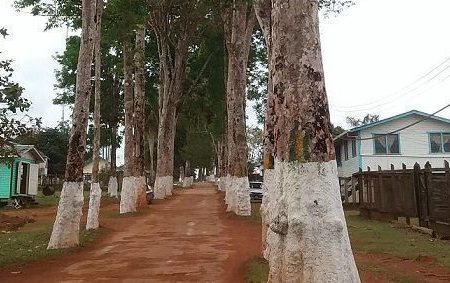 Some of the rubber trees along the Philbert Pierre Avenue, at Mabaruma (Photo from Change.org Save the rubber trees of Mabaruma petition)