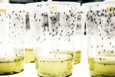 The Wolbachia bacteria can disrupt reproduction of the dengue virus within mosquitoes, according to the research of the World Mosquito Program (World Mosquito Program photo)