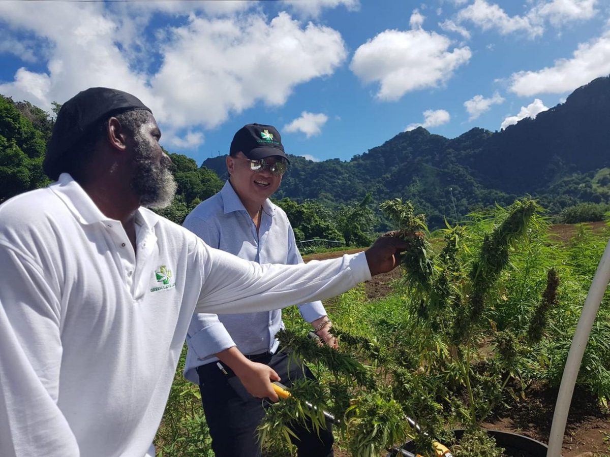 Businessman Johnny Soong, in a marijuana field in St Vincent.