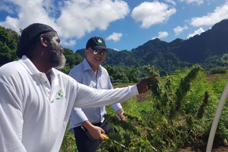 Businessman Johnny Soong, in a marijuana field in St Vincent.