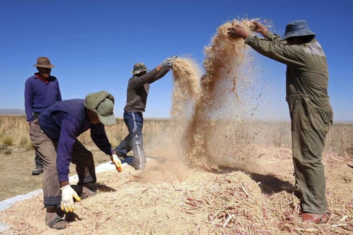 Farmers separate grains during a Quinoa harvest on a field in Tarmaya, some 120 km south of La Paz April 29, 2013. REUTERS/David Mercado
