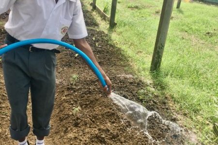 A student of Lower Corentyne Secondary watering one of the beds in his school’s garden (DPI photo)