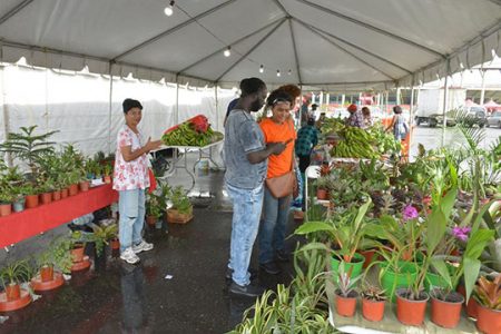 Patrons purchasing plants at UncappeD, which was held at Guyana National Stadium.