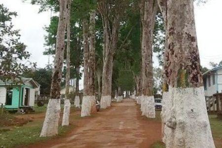 Some of the rubber trees along the Philbert Pierre Avenue, at Mabaruma (Photo from Change.org Save the rubber trees of Mabaruma petition)