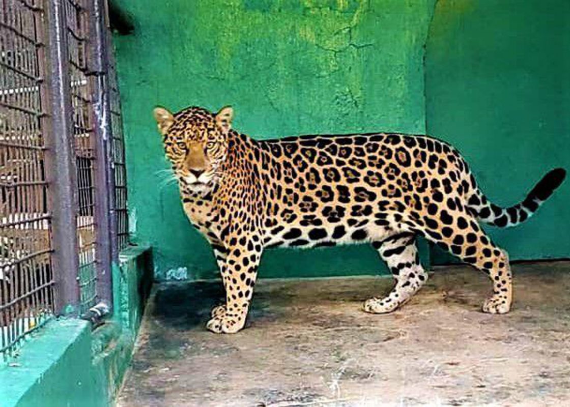 Trinidad hikers tell of scary encounter with rescued jaguar - Stabroek News